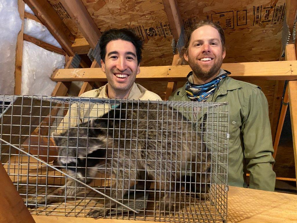 Reno raccoon trapping